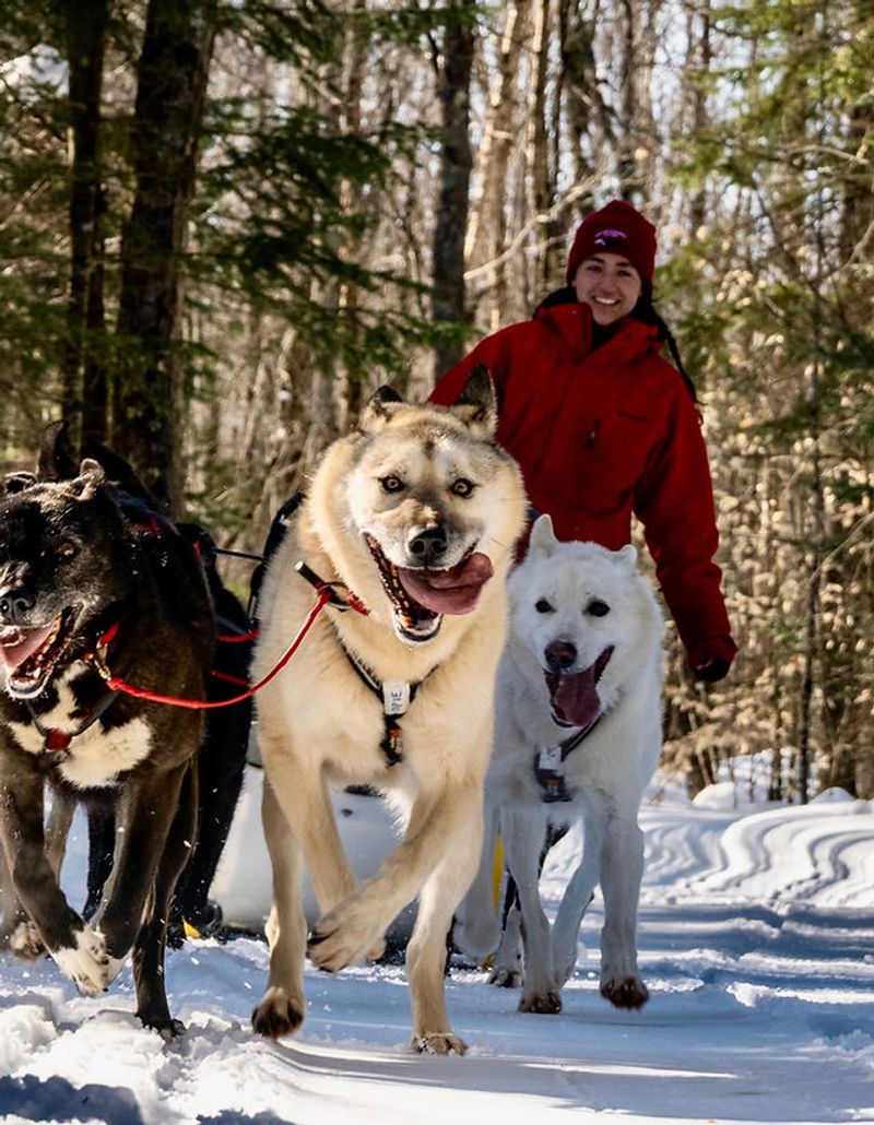 The Thrill of Dog Sledding