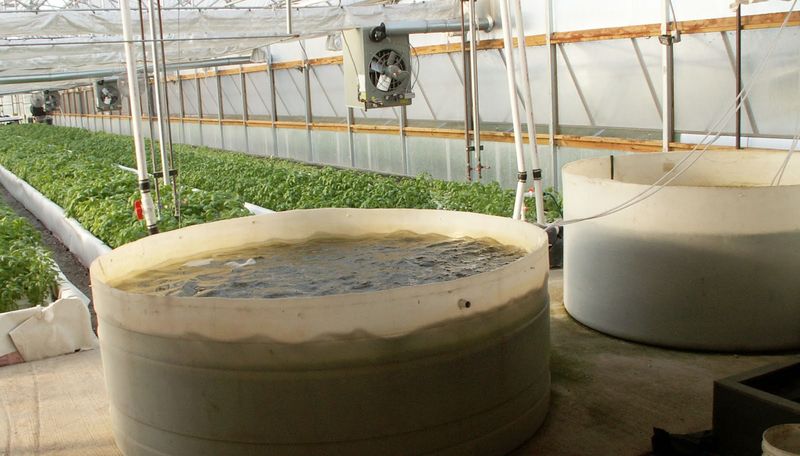 Farm-raised options are top-tier