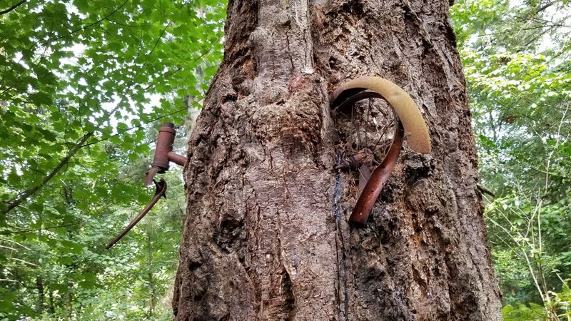 The Bike-Eating Tree
