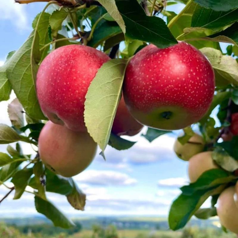 Apple Trees, Lanterns, and Crisp Air