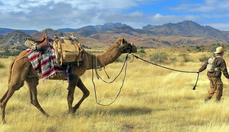 Why Camels Came to Nevada