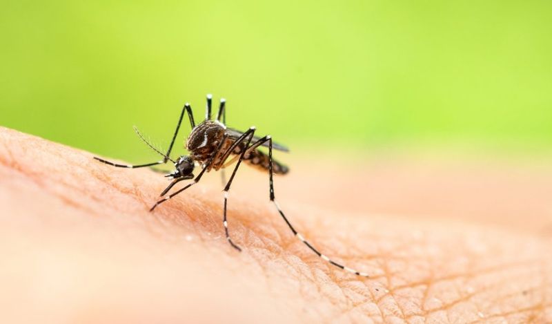 The Mosquitoes Are Absolutely Relentless