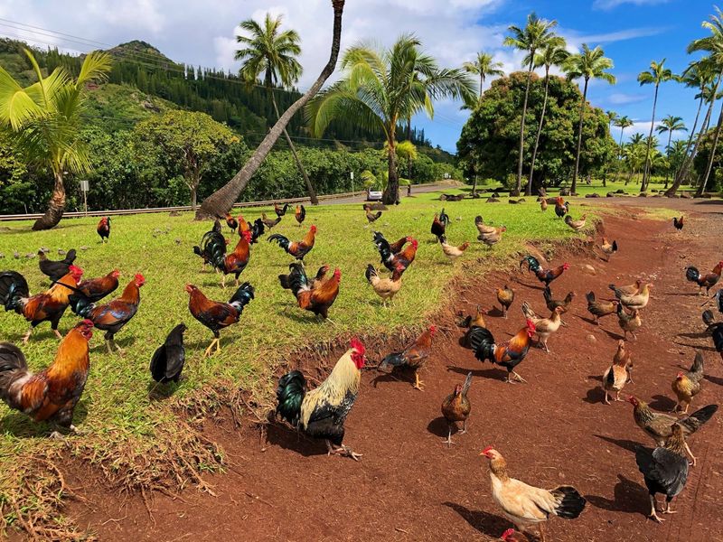 Wild Chickens and Invasive Critters