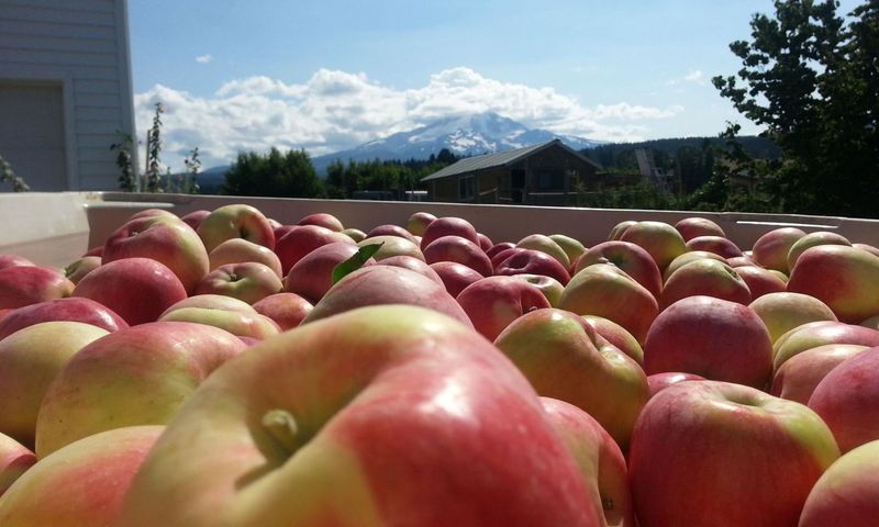 Apple Picking Paradise