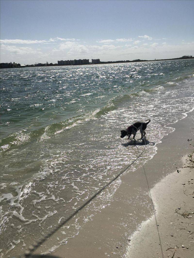 The Unofficial Dog Beach Parade