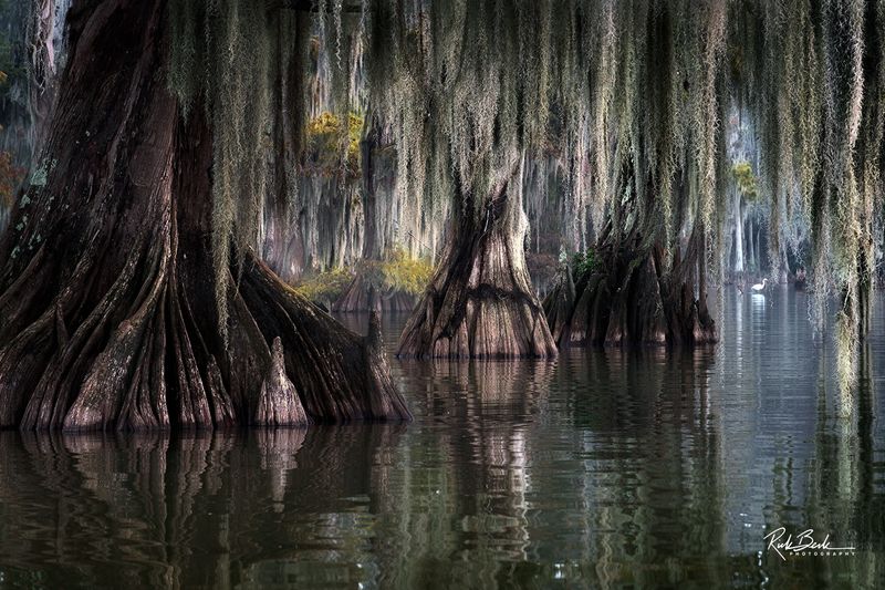 Where the Swamp Hides a Forgotten Town