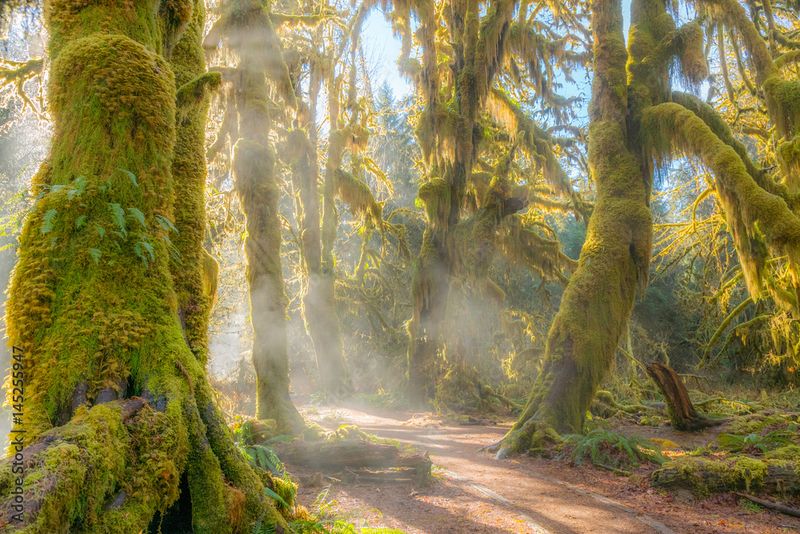 Olympic National Park's Diverse Ecosystems