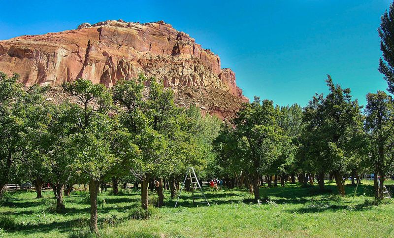 Capitol Reef's Historic Orchards Offer Edible History