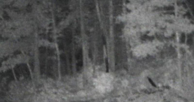 The Cryptid of Linville Gorge