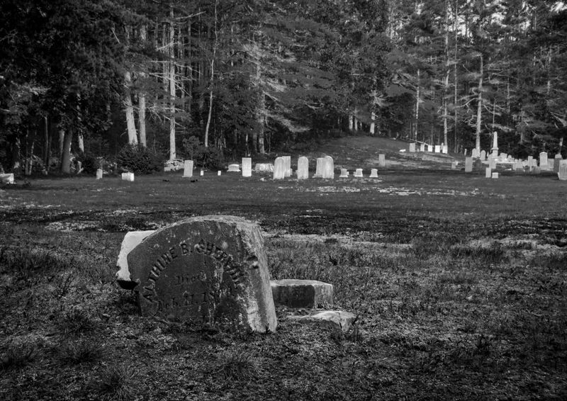 A Tree With a Dark Story Nobody Can Prove