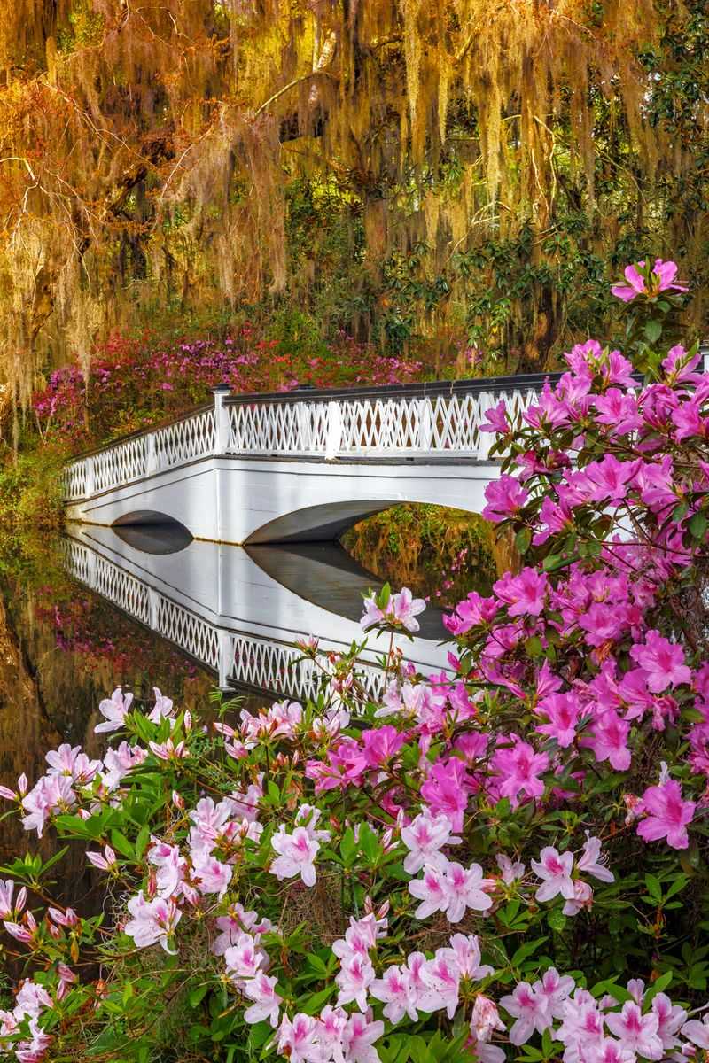 The Colorful Bloom of Magnolia Plantation