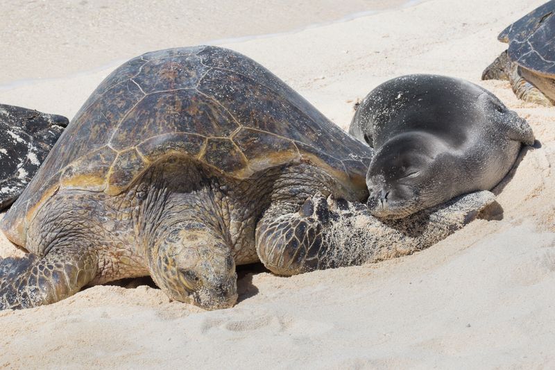 Wildlife Protection Laws Are Serious, Not Suggestions