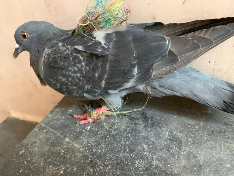 Litter And Environmental Damage From String