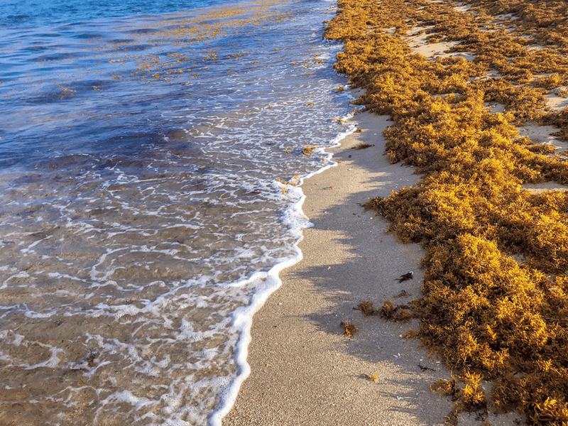 Impact on Local Communities and Ecosystems