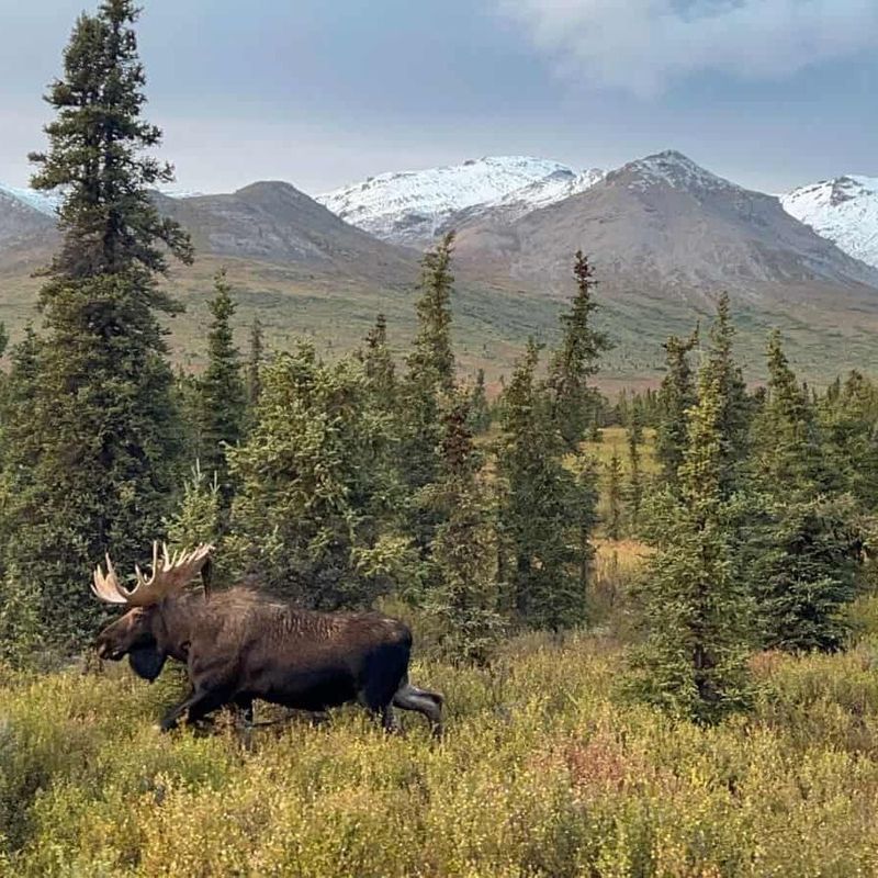 The Denali Hike That Ended at Sunset with a Moose