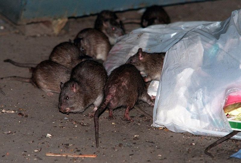 Rats, Roaches, And Sidewalk Trash