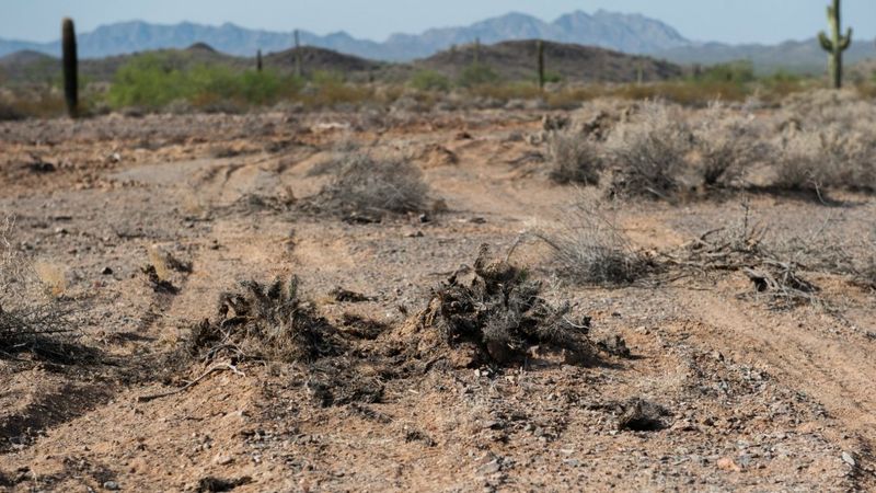 Environmental Damage and Land Trampling
