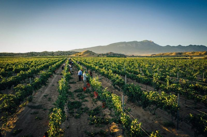 The Deep Layered History Of Wine