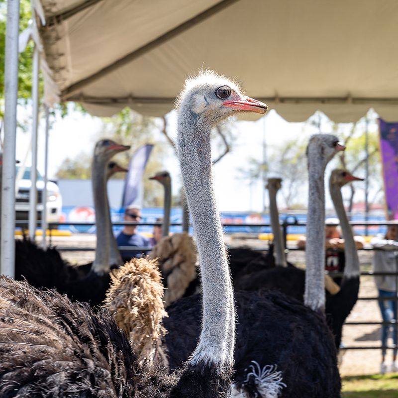 The Chandler Ostrich Festival: A Local Oddity Turned Carnival