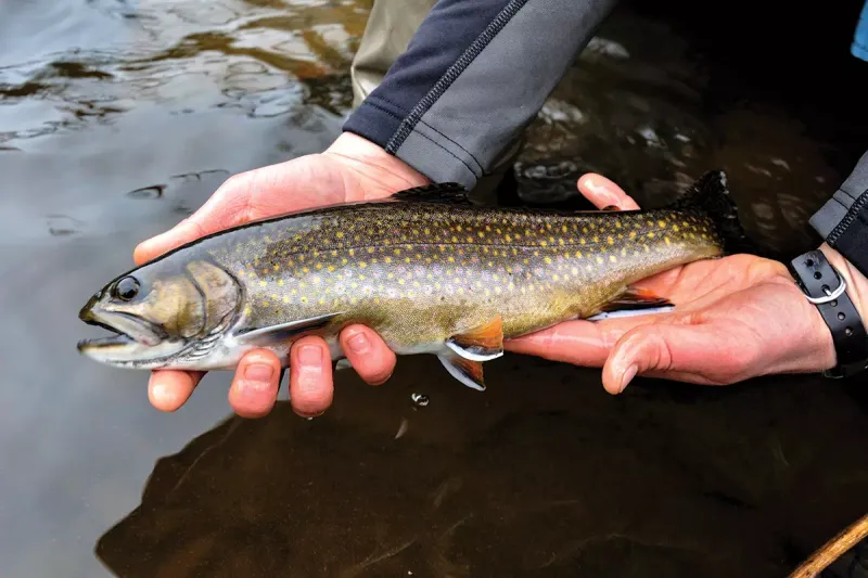 Fishing Rules That Surprise Newcomers