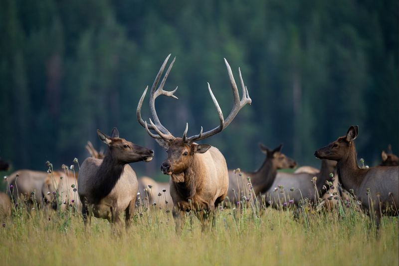 Wildlife Encounters