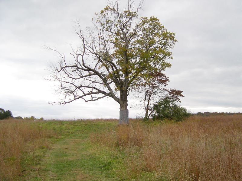 Weird NJ: The Devil’s Tree Roadside Stare