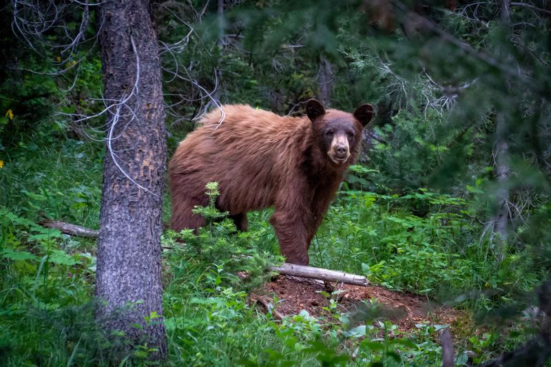 Black Bears Are Actually Shy Neighbors
