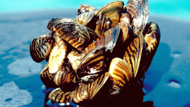 The Great Lakes are under pressure from invasive species