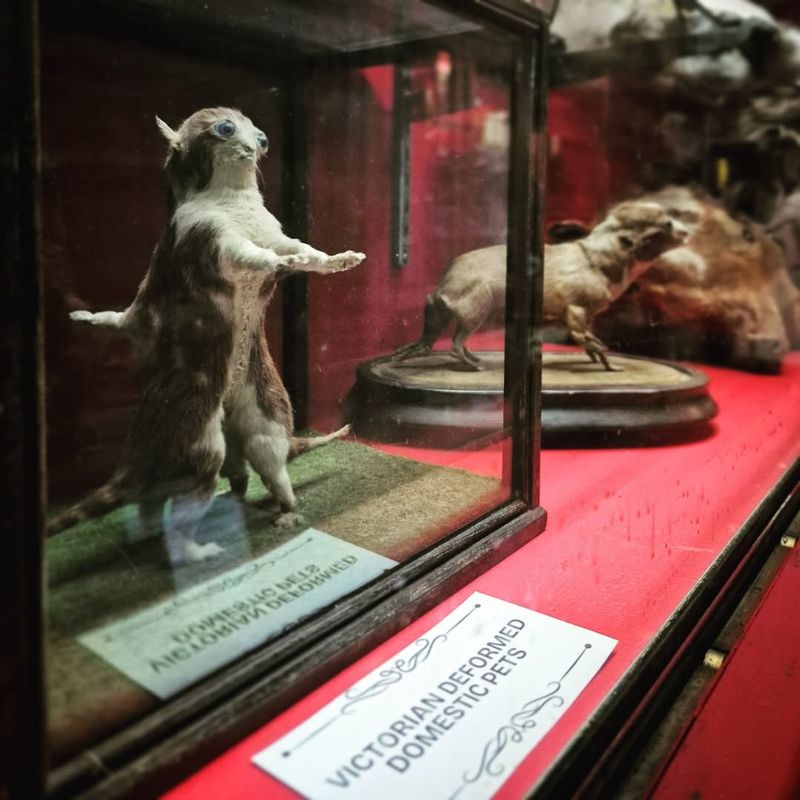 From Sideshow Relics to Forgotten Artifacts