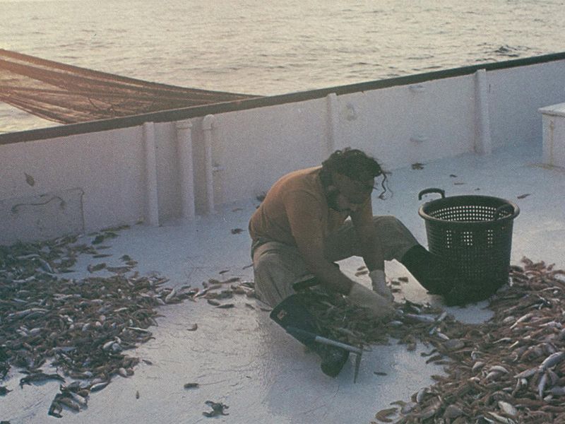 The Pursuit of the Authentic Boat-to-Counter Experience