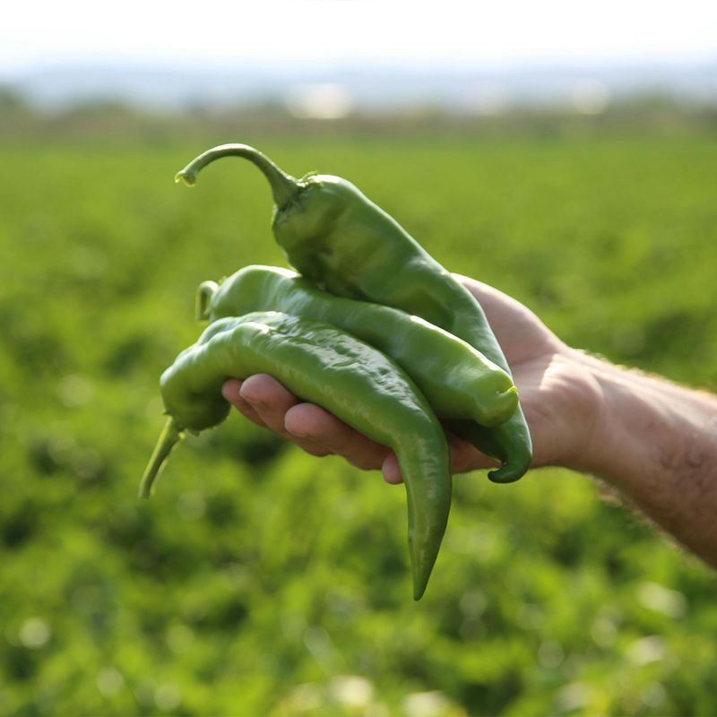 Green Chile as a Cultural Story