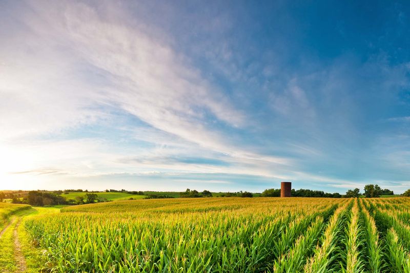 The Endless Cornfields