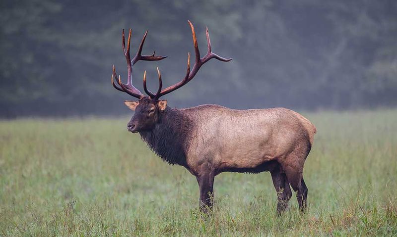 The Elusive Elk of Cataloochee