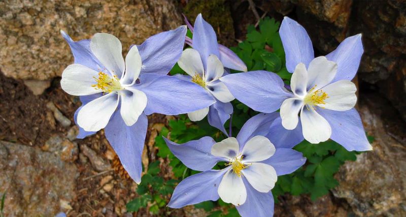 Picking wildflowers is against state regulations