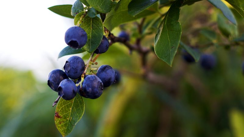 New Hampshire berries in every bite