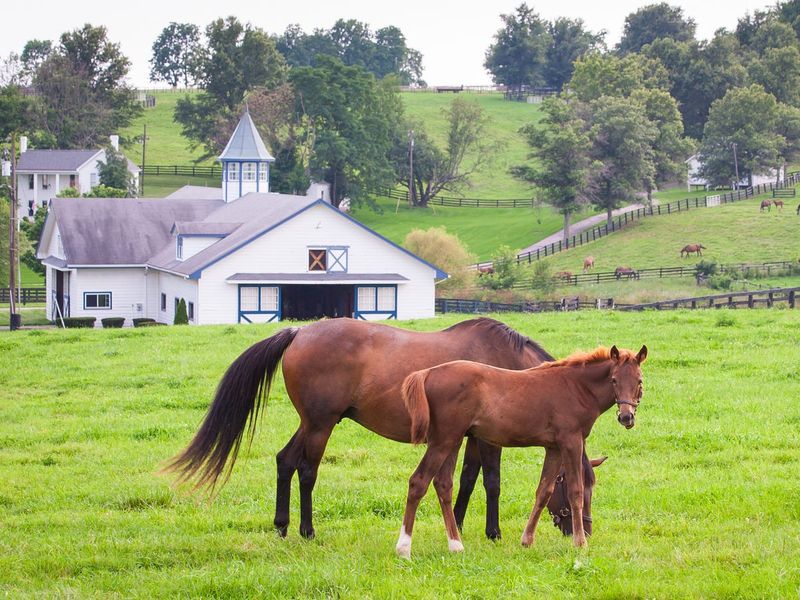 They Validate Our Pride in Being the 'Horse Capital of the World'