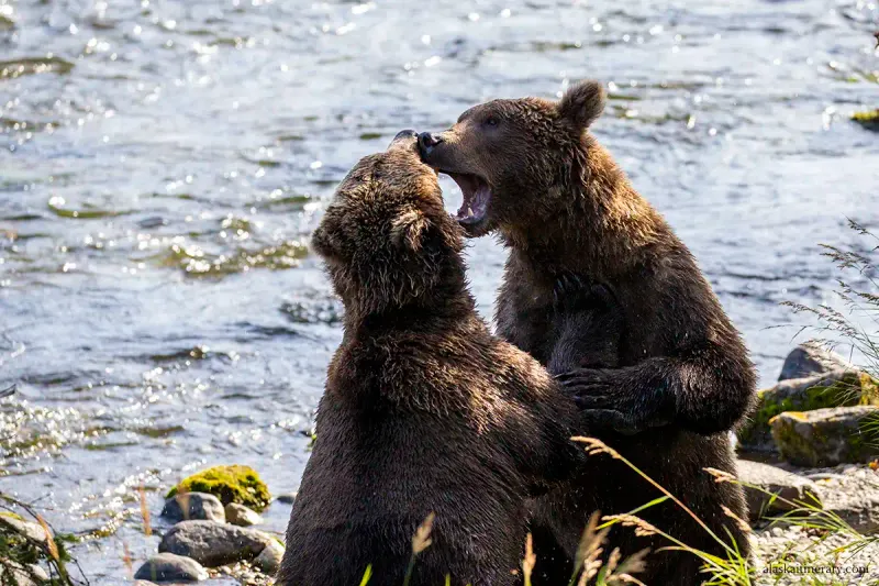Treating Wild Animals Like Theme Park Characters