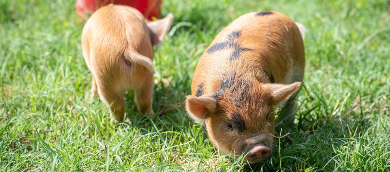 Roadside Animal Sales Restrictions