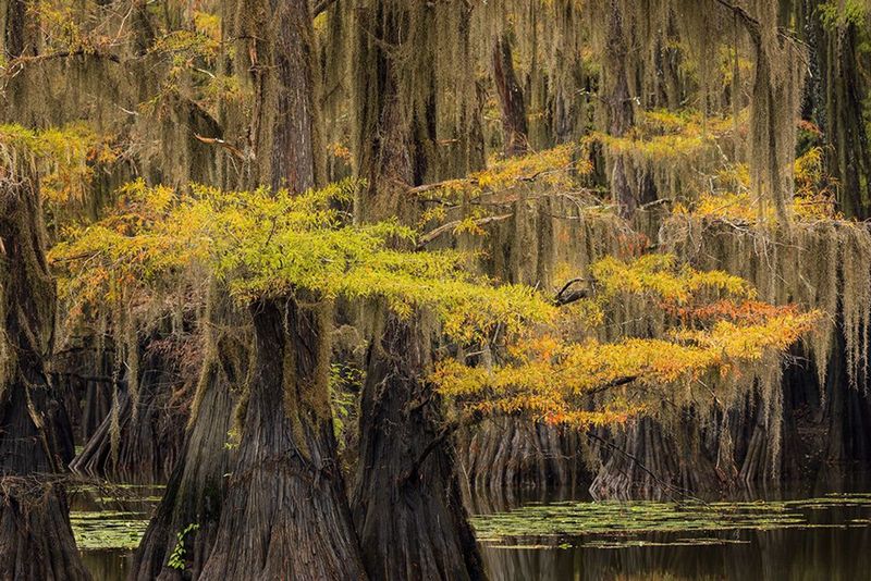 Caddo Lake – Nature's Mysterious Waterworld