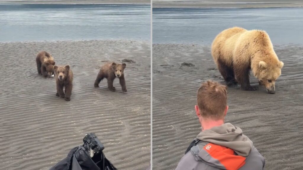 TikTok Fame, Bear Edition