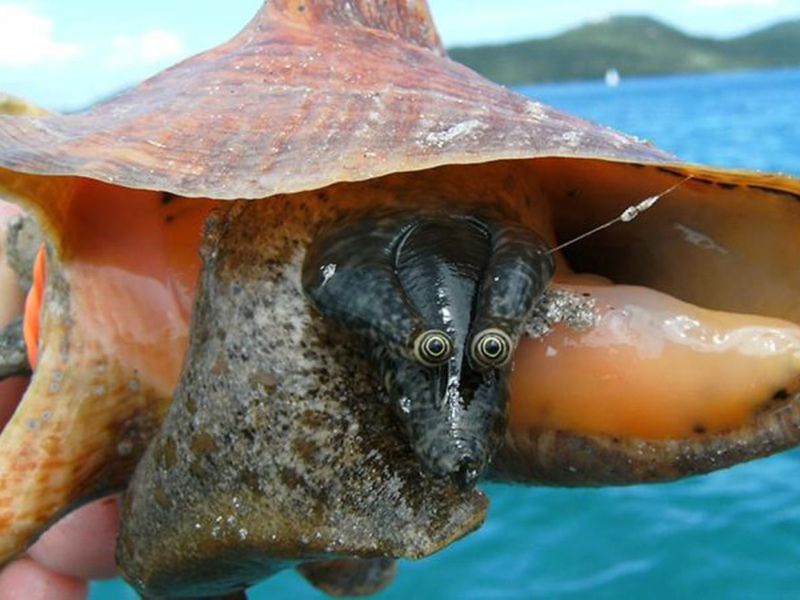 Picking Up Conch Shells with Live Animals