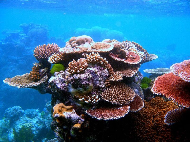 Sunscreen and Body Oils Introduce Toxic Chemicals