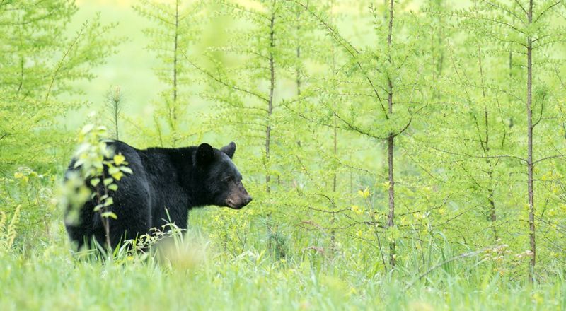 Wildlife Faces Increased Stress from Human Intrusion