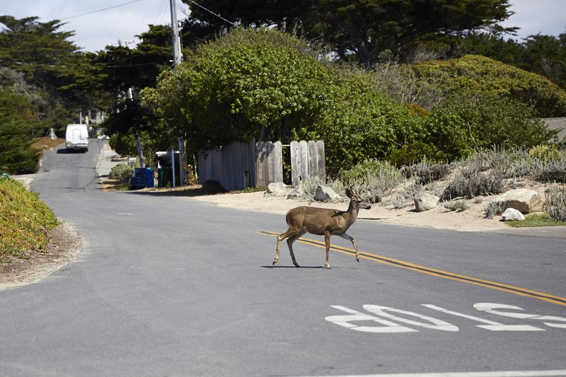 Wildlife Crosses Your Path at Unexpected Moments
