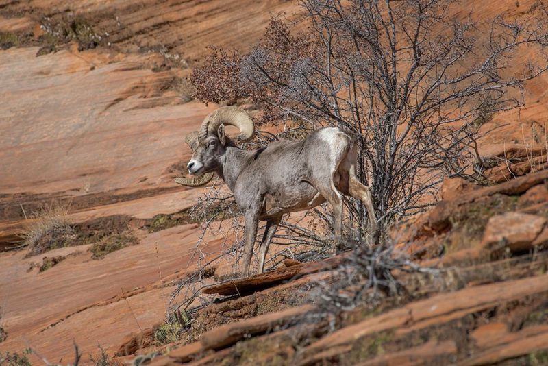 Wildlife distance and the bighorns of Zion