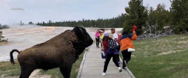 Wildlife Under Pressure: Animals Changing Natural Behaviors