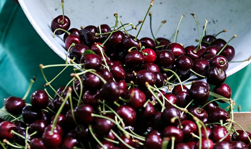 Flathead Cherries: Sweet Harvest of the Northwest