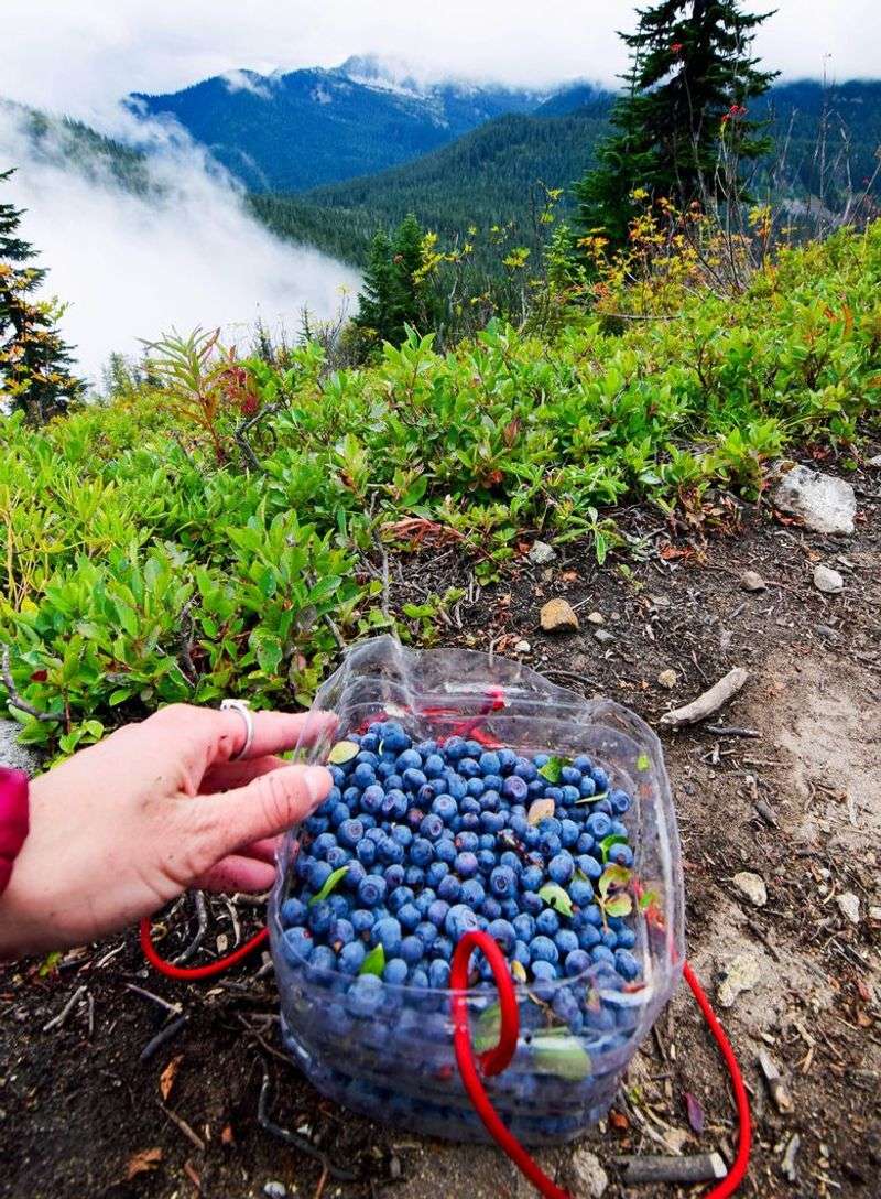 High-Country Huckleberries With Limits