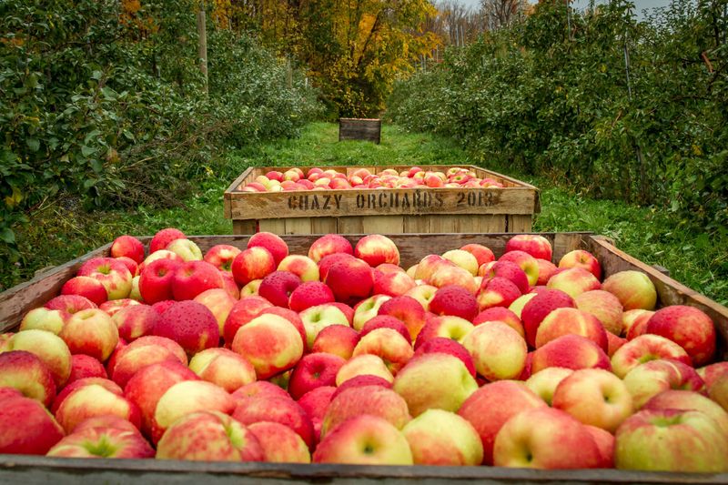 Chazy Orchards (Chazy)