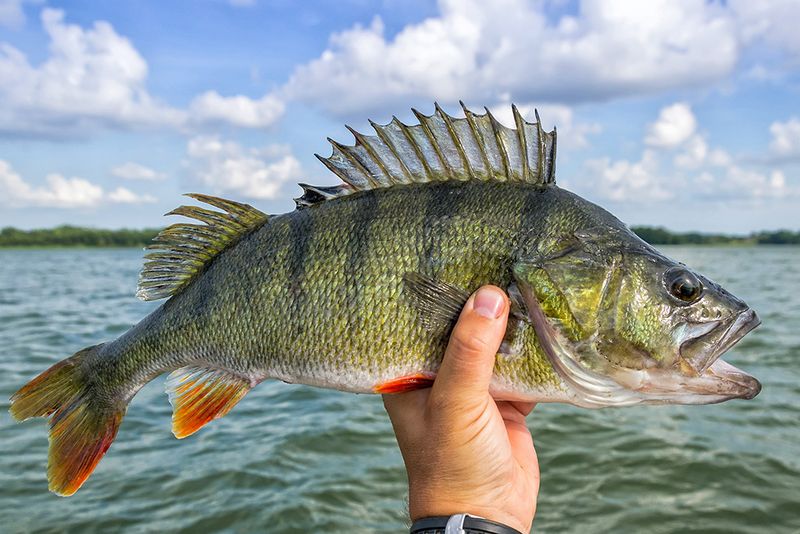 Unique Local Species